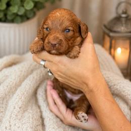 Lavendar - Apricot female Cavapoo puppy in Yuciapa, California from AlltheDoodlez_