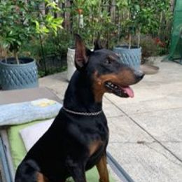 German Pinscher All Grown Up from Windamir German Pinschers