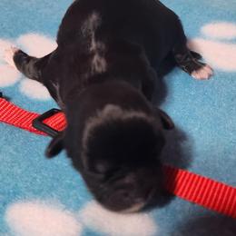 Red - Black and white male Shichon puppy in Imperial, Missouri from Shichon Teddybear  puppies of Miss