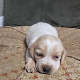 Honey - Lemon female Beagle puppy in Bunch, Oklahoma from Julie’s Jewels Puppies