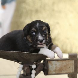 Miniature Australian Shepherd Puppies from ELVF Mini Aussies