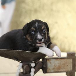 Miniature Australian Shepherd Puppies from ELVF Mini Aussies
