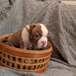 Glasses - Red male Boston Terrier puppy in Molalla, Oregon from Mickie's Boston Terriers