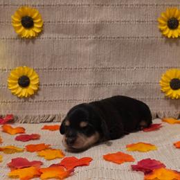 Black and Cream Girl - Black and cream female Dachshund puppy in Choctaw, Oklahoma from TS Performance Horses & Dachshunds