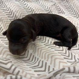 Sweet potato - Black and tan female Dachshund puppy in Dobson, North Carolina from Oakleys Dachshund Haven