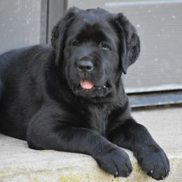 Labrador Retriever Puppies from Ronara Labradors