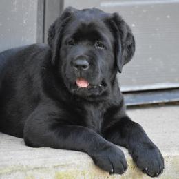 Labrador Retriever Puppies from Ronara Labradors