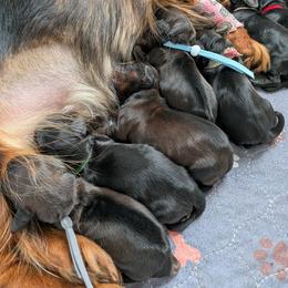Apollo - Red male Dachshund puppy in Danbury, New Hampshire from Maplewood Mountain Farm