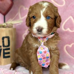 Black-nibbles - Red male Bernedoodle puppy in Yuciapa, California from AlltheDoodlez_