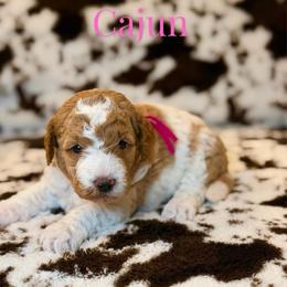 Cajun - Parti female Goldendoodle puppy in Houston, Texas from Golden Life Doodles