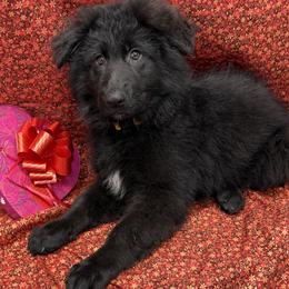 Pink-Gold collar - Black female German Shepherd puppy in Aledo, Texas from OakSong German Shepherd Dogs