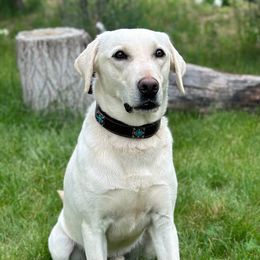 Rocky - Labrador Retriever
