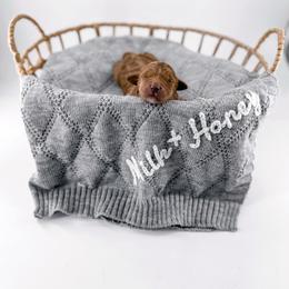 Seam - Red  male Goldendoodle puppy in Jamestown, Kentucky from Milk & Honey Doodles