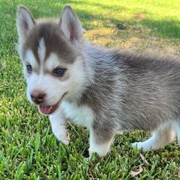 Suki - Red and white Siberian Husky puppy in California from Lomas Huskies