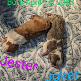 Boston Terrier Puppies from Tellier's AKC Boston Terriers Missouri