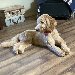 Lulu - Goldendoodle