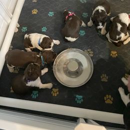 English Springer Spaniel Puppies from Timothy Naylor
