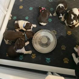 English Springer Spaniel Puppies from Timothy Naylor