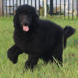Hazel AKC Champion Bloodlines DNA Tested Parents - Black female Poodle puppy in Haines City, Florida from Divine Poodle Paradise Standard Poodles & Divine Dachshunds