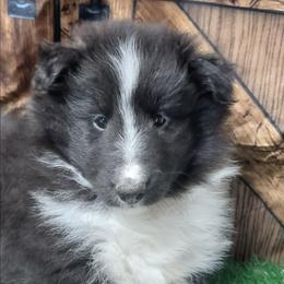 Annie - Black and white female Shetland Sheepdog puppy in Conway, Missouri from Brooks's little darlings