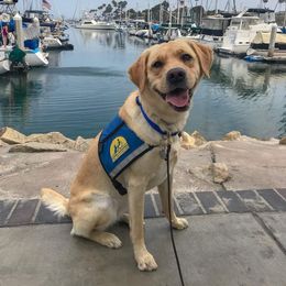 Golden Retrievers from Anela's Goldens