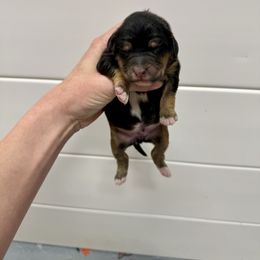 Buzz - Black tri-color male Aussiedoodle puppy in Heber City, Utah from Junipersdoodles