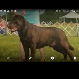 Django - Labrador Retriever