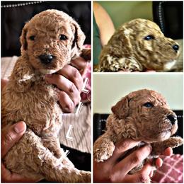 Goldendoodle Puppies from Jenny’s doodles