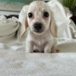 Simon - Cream male Dachshund puppy in Sebring, Florida from Mini Weenies