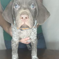German Shorthaired Pointer Puppies from MCP Kennels