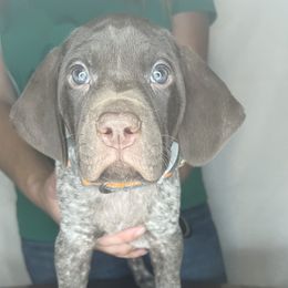 German Shorthaired Pointer Puppies from MCP Kennels