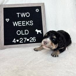 Dory - Tri-color female Bernedoodle puppy in Sparrows Point, Maryland from Rosie’s Puppies