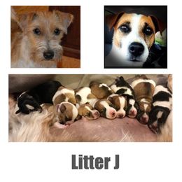 Beagle, Jack Russell Terrier, and Russell Terrier Puppies from Mountain Top