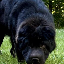 Chinese Shar-Pei from Peitato Chips