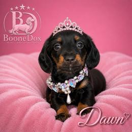 Dawn - Black and tan female Dachshund puppy in Lexington, Oklahoma from BooneDox Miniature Dachshunds