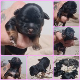 Girl 5 - Black and tan female Shih Tzu puppy in Houston, Texas from Shih Tzu Houston