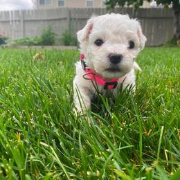 Female 2 - White female Bichon Frise puppy in Pocatello, Idaho from Sarah's Cavachons, Bichons & King Charles Cavalier Spaniels