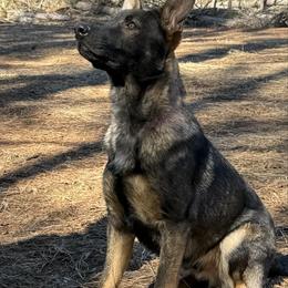Blue - Sable male German Shepherd puppy in Ashland, Alabama from CzechDDR