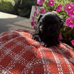 Princess - Black female Shih Tzu puppy in Hesperia, California from Maria's Shih Tzus