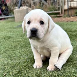 Purple Collar - Yellow female Labrador Retriever puppy in Nampa, Idaho from Gem State English Labrador Retrievers