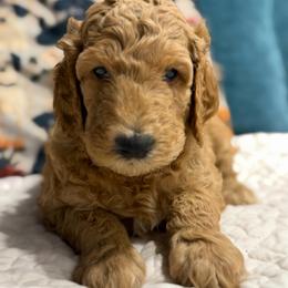 Alexi -Girl 2 (orange collar) - Apricot female Goldendoodle puppy in Auburn, Indiana from Cooper’s Doodles