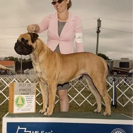 Rousey  - Bullmastiff