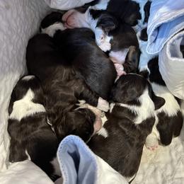 Girl 2 - female Cocker Spaniel puppy in San Jose, California from Kathleen's Cocker Spaniels