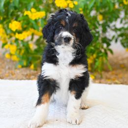 Bernedoodle and Goldendoodle Puppies from Sun Valley Goldendoodles