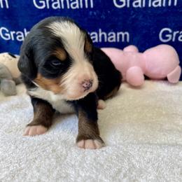 Girl 5 - female Bernese Mountain Dog puppy in Comer, Georgia from Water Oak Farm