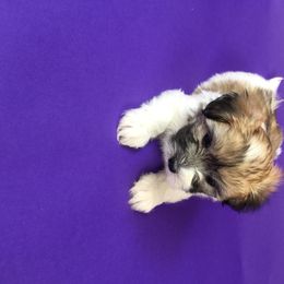 Coton de Tulear Puppies from Shiloh Cotons