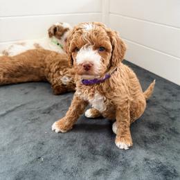 Bashful - Parti female Goldendoodle puppy in Brookville, Pennsylvania from Woodland Mountain Doodles