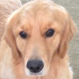 Twitter - Golden Retriever