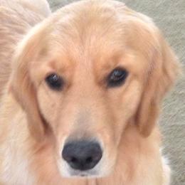 Twitter - Golden Retriever