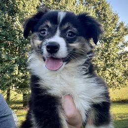 Moe - Black tri male Miniature American Shepherd puppy in Clinton, Missouri from Mockingbirds American Minis